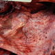 El pulpo se encontraba en el esófago del delfín. John Simons / Marine Mammal Science